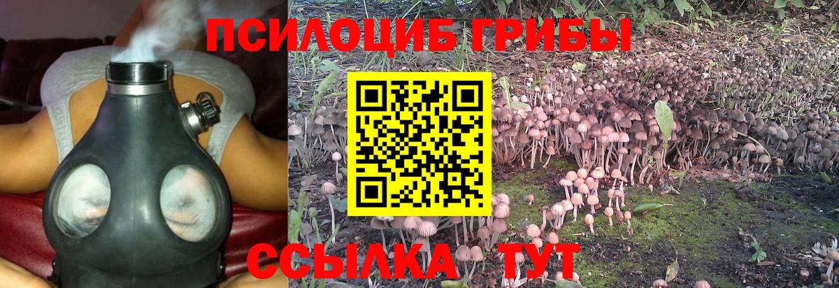 Псилоцибиновые грибы Psilocybine cubensis Новочебоксарск